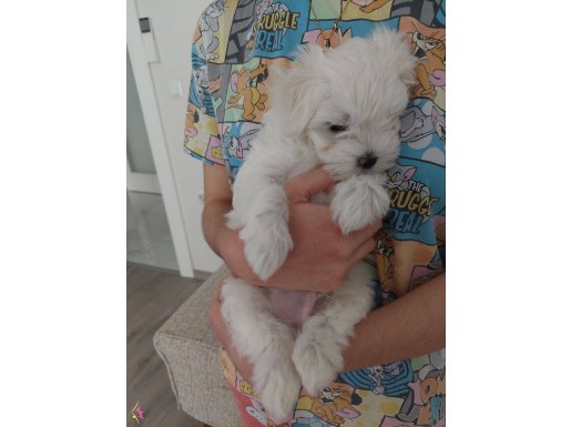 Baby Face maltese oğlum
