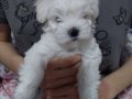 0 numara maltese baby