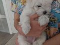 Baby Face maltese oğlum