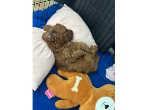 2 Aylık Erkek Yavru Poodle 