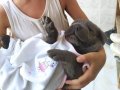 A KALİTE BLUE CANE CORSO 