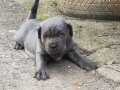 A KALİTE BLUE CANE CORSO 