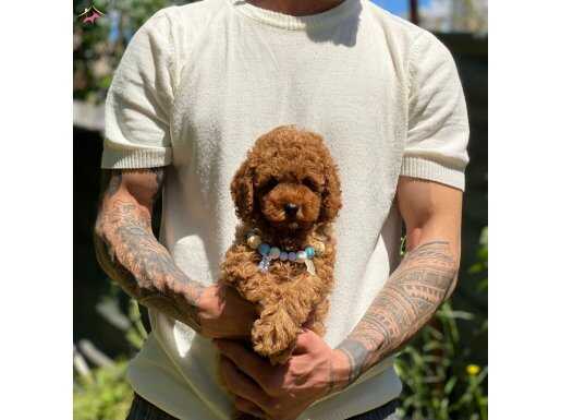 Kilo ve sağlık garantili gerçek toy Poodle yavrular 