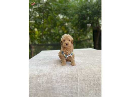 Apricot maltipo Poodle kalitesinde 