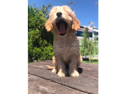 Şımarık ve sempatik teacup yavrumuz