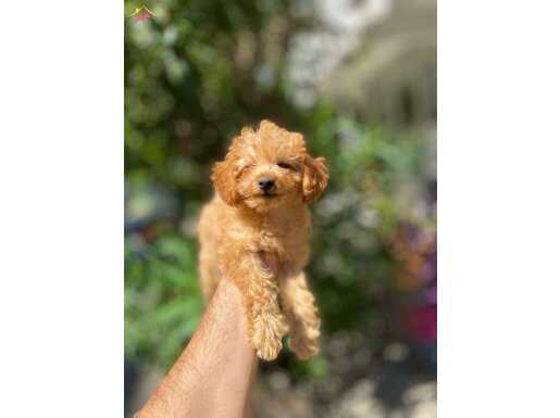 Aile ortamında büyümüş apricot poodle yavrularım 