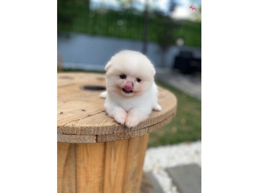 Ziyaret açık micro bebekler 