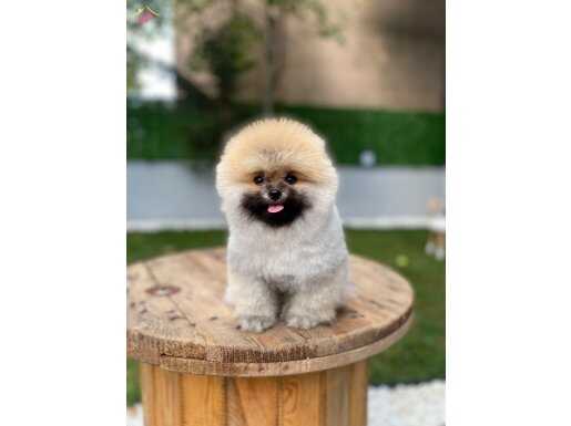 Ayı surat ve kilo garantisi veren tek yasal işletmeden 