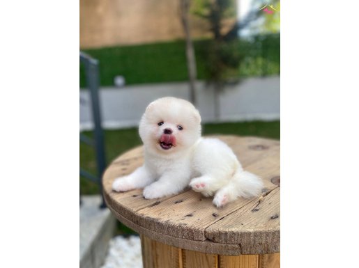 Micro pomerinian bebeklerim 