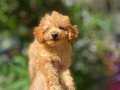 Aile ortamında büyümüş apricot poodle yavrularım 