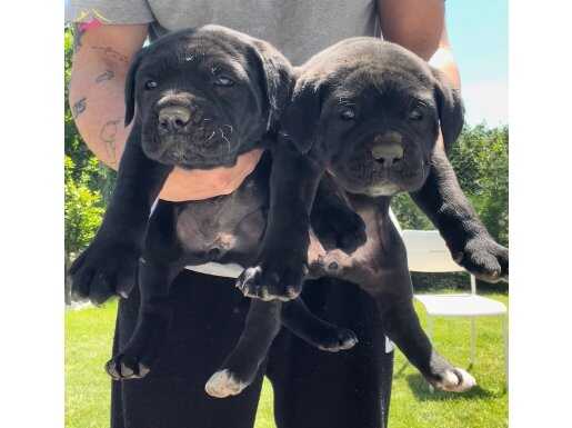 40 GÜNLÜK DEV CANE CORSO DİŞİLER