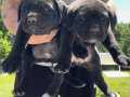 40 GÜNLÜK DEV CANE CORSO DİŞİLER