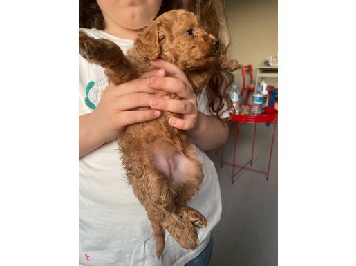 2 Aylık Aşılı Gerçek Teacup Toy Poodle