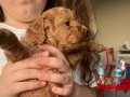 2 Aylık Aşılı Gerçek Teacup Toy Poodle