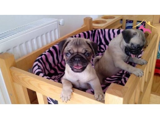 Safkan krem pug mops