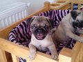 Safkan krem pug mops