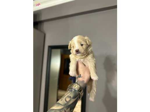 Maltipoo bebeklerim