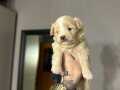 Maltipoo bebeklerim