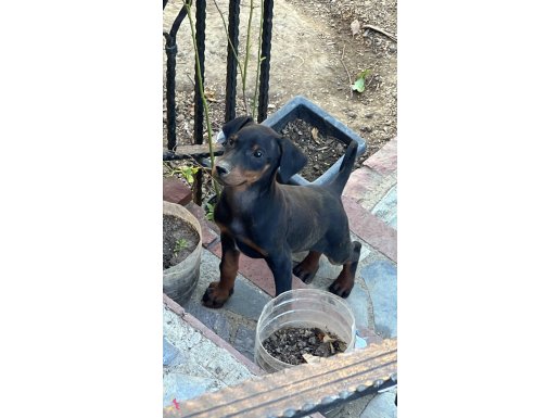 2 aylık safkan asil dobermen 