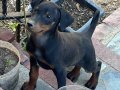 2 aylık safkan asil dobermen 