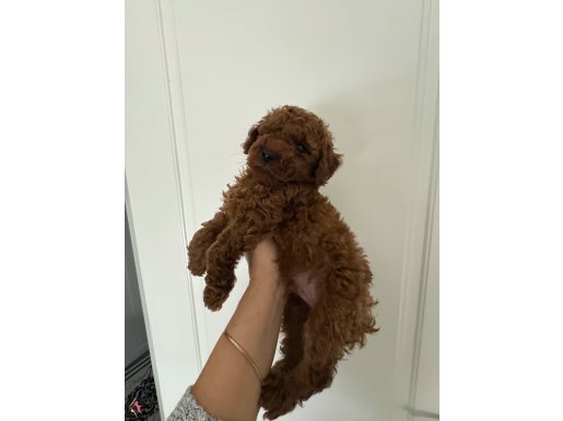 Red brown toy poodle
