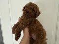 Red brown toy poodle