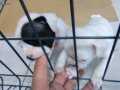 Güzel ırk french bulldog yavrular