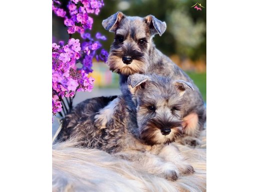 FCI secereli Miniature Schnauzer