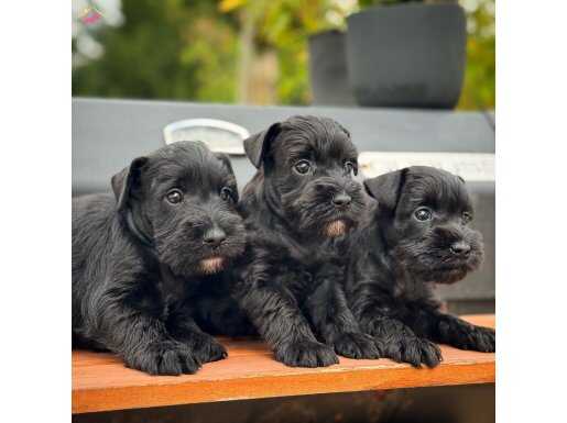 FCI secereli Miniature Schnauzer 
