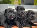 FCI secereli Miniature Schnauzer 