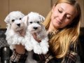 FCI secereli Miniature Schnauzer 