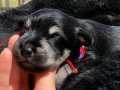 FCI secereli Miniature Schnauzer 