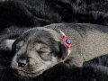 FCI secereli Miniature Schnauzer 