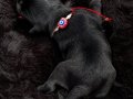 FCI secereli Miniature Schnauzer 