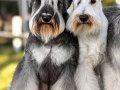 FCI secereli Miniature Schnauzer 