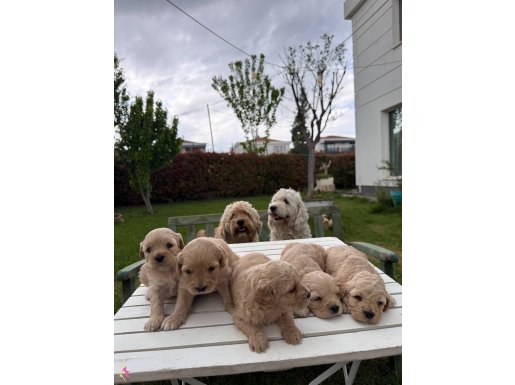 Annesi Maltipo Babası Poodle Minik Yavrumuz