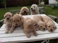 Annesi Maltipo Babası Poodle Minik Yavrumuz