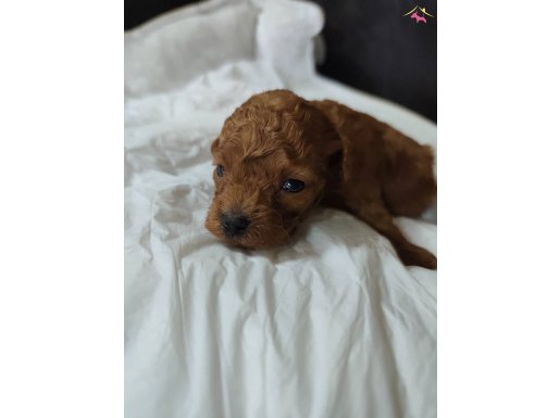 Dünya Güzeli Toy Poodle Yavrularımız