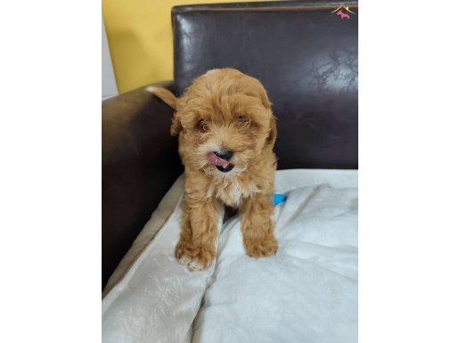 Şapşik Maltipoo Yavrularımız 