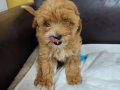 Şapşik Maltipoo Yavrularımız 