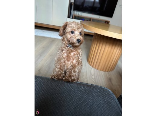 3 Aylık maltipoo 