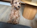 3 Aylık maltipoo 
