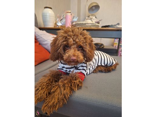 Pembe burunlu minyatür  poodle