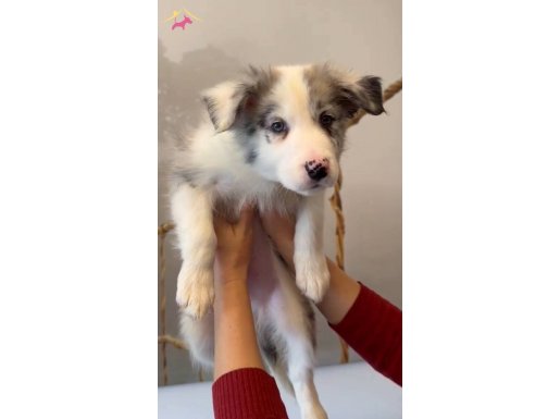 Blue Merle border collie yavrusu