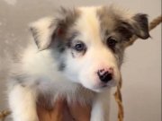 Blue Merle border collie yavrusu