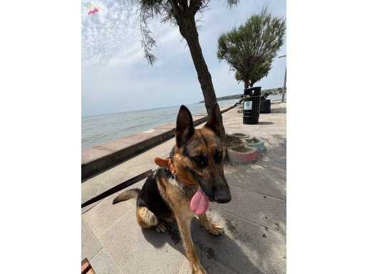 Alman Çoban Köpeği (Dişi, 2 Yaşında, Eğitimli)