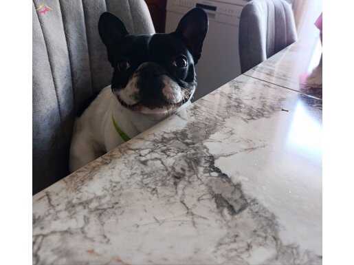 French Bulldog 6aylik 