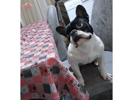 6 aylik french Bulldog acil satilik 