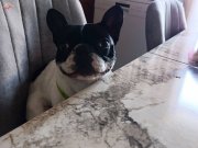 French Bulldog 6aylik 