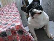 6 aylik french Bulldog acil satilik 